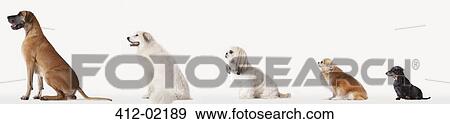 Collage of dogs in descending size View Large Photo Image Stock Photo - Collage of dogs in descending size. Fotosearch