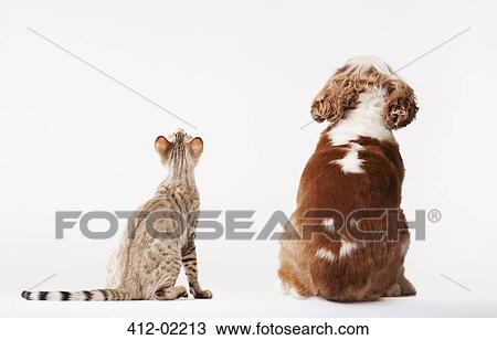 Dog and cat looking up together View Large Photo Image Stock Image - Dog and cat looking up together. Fotosearch