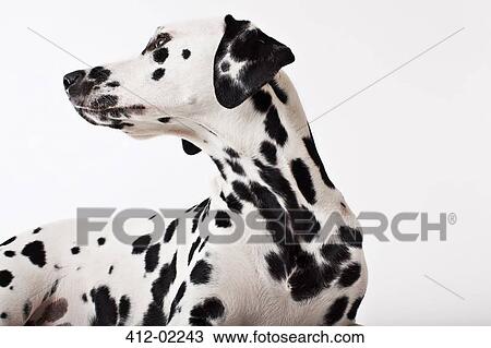 Stock Image - Dog craning his neck. Fotosearch