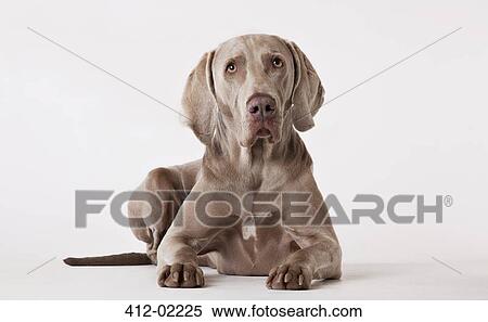 Dog laying on floor View Large Photo Image Stock Photography - Dog laying on floor. Fotosearch