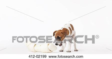Dog looking at oversized bone View Large Photo Image Stock Photo - Dog looking at oversized bone. Fotosearch