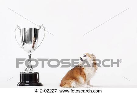 Stock Photo - Dog looking at trophy. Fotosearch