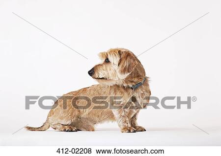 Dog looking over its shoulder View Large Photo Image Stock Photo - Dog looking over its shoulder. Fotosearch