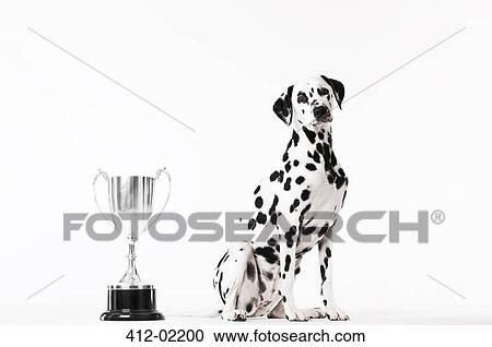Stock Image - Dog sitting by trophy. Fotosearch