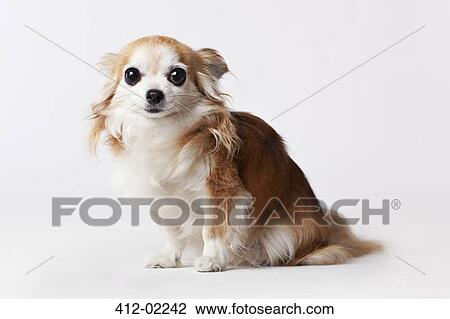 Stock Image - Dog sitting on floor. Fotosearch