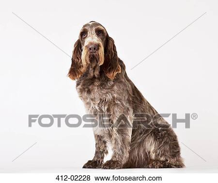 Stock Photo - Dog sitting on floor. Fotosearch
