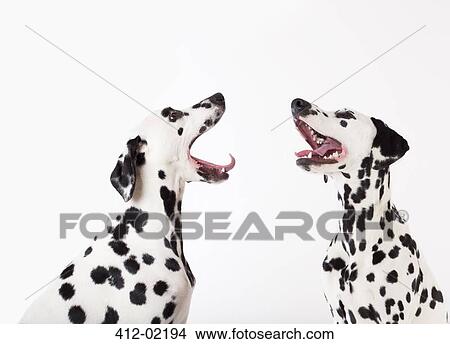 Dogs howling at each other View Large Photo Image Picture - Dogs howling at each other. Fotosearch