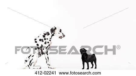 Dogs looking at each other View Large Photo Image Stock Image - Dogs looking at each other. Fotosearch