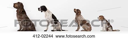 Dogs sitting in ascending order View Large Photo Image Picture - Dogs sitting in ascending order. Fotosearch