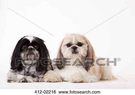 Dogs sitting together View Large Photo Image Stock Photograph - Dogs sitting together. Fotosearch