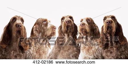 Group of identical dogs sitting together View Large Photo Image Stock Photograph - Group of identical dogs sitting together. Fotosearch