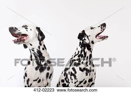 Identical dogs panting together View Large Photo Image Stock Image - Identical dogs panting together. Fotosearch