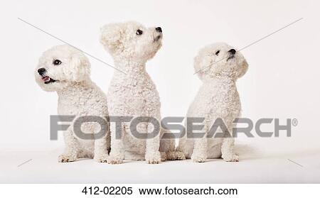 Identical dogs sitting together View Large Photo Image Stock Photography - Identical dogs sitting together. Fotosearch