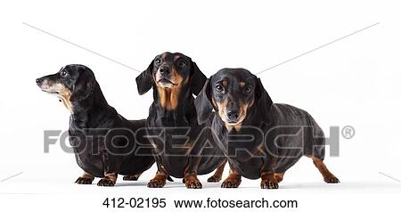 Identical dogs standing together View Large Photo Image Stock Photography - Identical dogs standing together. Fotosearch