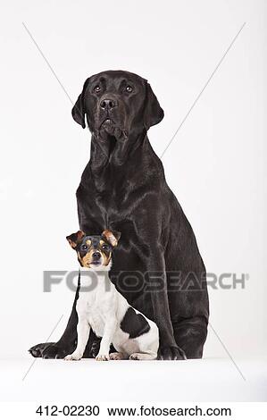 Large dog and small dog sitting together View Large Photo Image Stock Image - Large dog and small dog sitting together. Fotosearch