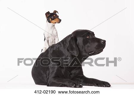 Little dog sitting on big dog View Large Photo Image Stock Image - Little dog sitting on big dog. Fotosearch