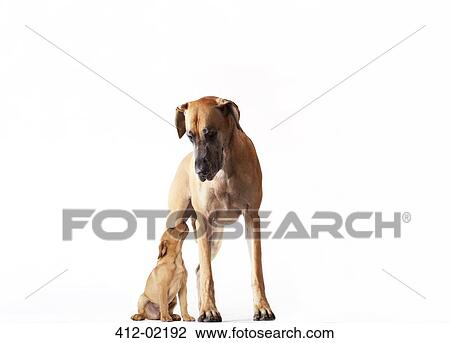 Stock Image - Mother dog standing with puppy. Fotosearch