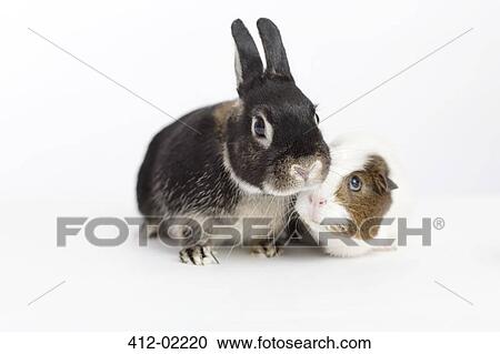 Rabbit and guinea pig meeting View Large Photo Image Stock Image - Rabbit and guinea pig meeting. Fotosearch