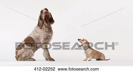 Small dog barking at bigger dog View Large Photo Image Stock Image - Small dog barking at bigger dog. Fotosearch