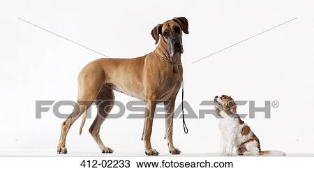 Small dog looking at bigger dog View Large Photo Image Stock Image - Small dog looking at bigger dog. Fotosearch