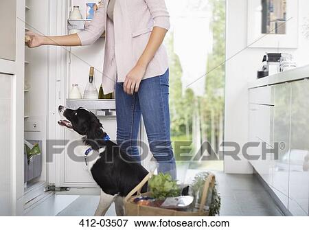 Dog begging for food at open fridge View Large Photo Image Stock Photo - Dog begging for food at open fridge. Fotosearch