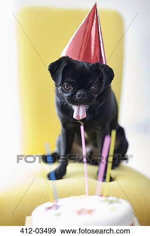 Stock Photo - Dog in party hat examining birthday cake. Fotosearch