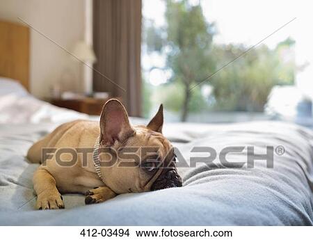Dog laying on bed View Large Photo Image Picture - Dog laying on bed. Fotosearch