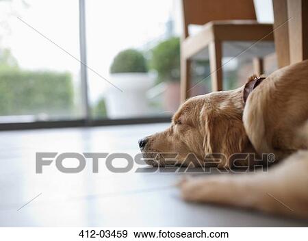 Dog laying on floor in living room View Large Photo Image Stock Photo - Dog laying on floor in living room. Fotosearch