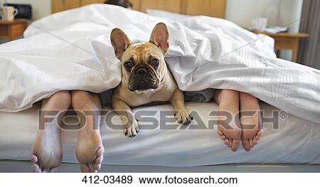 Stock Photo - Dog laying under covers with couple. Fotosearch