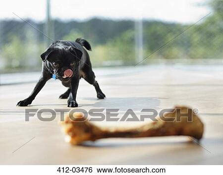 Dog licking his lips at bone View Large Photo Image Stock Photograph - Dog licking his lips at bone. Fotosearch