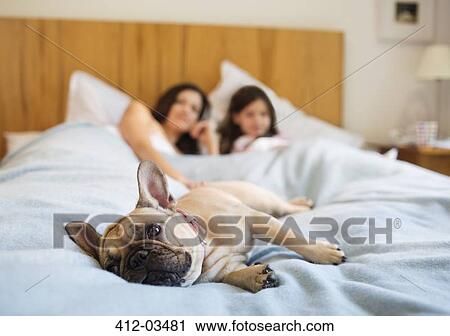 Dog relaxing with couple in bed View Large Photo Image Stock Image - Dog relaxing with couple in bed. Fotosearch