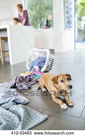 Dog sitting by spilled laundry basket View Large Photo Image Stock Image - Dog sitting by spilled laundry basket. Fotosearch