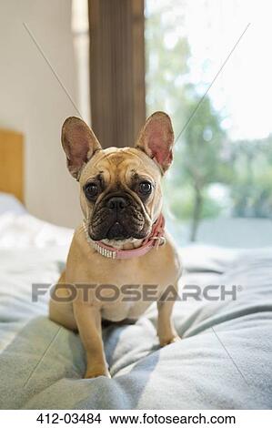Picture - Dog sitting on bed. Fotosearch