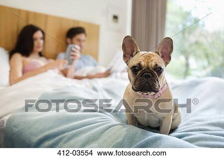 Picture - Dog sitting with couple in bed. Fotosearch