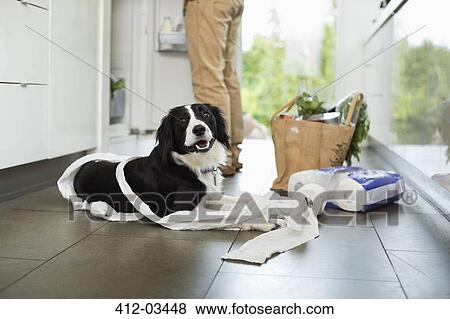 Dog unrolling toilet paper on floor View Large Photo Image Stock Photo - Dog unrolling toilet paper on floor. Fotosearch