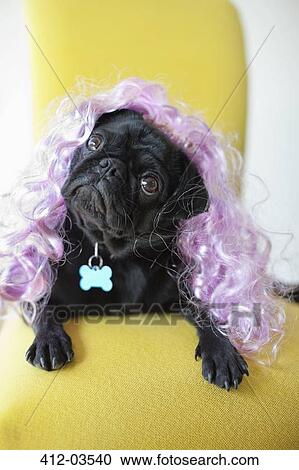 Dog wearing colorful wig in chair View Large Photo Image Stock Image - Dog wearing colorful wig in chair. Fotosearch