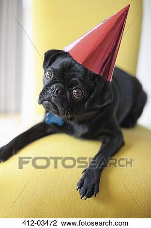 Dog wearing party hat on chair View Large Photo Image Stock Image - Dog wearing party hat on chair. Fotosearch