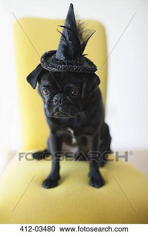 Dog wearing witch's hat in chair View Large Photo Image Stock Image - Dog wearing witch's hat in chair. Fotosearch