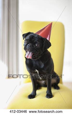 Panting dog wearing party hat on chair View Large Photo Image Stock Photograph - Panting dog wearing party hat on chair. Fotosearch