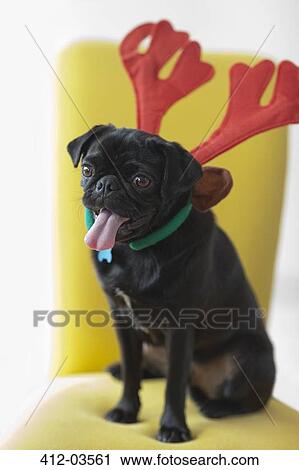 Panting dog wearing reindeer horns View Large Photo Image Stock Image - Panting dog wearing reindeer horns. Fotosearch