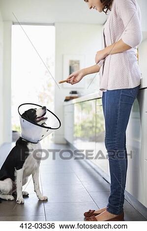 Woman giving dog in cone treat in kitchen View Large Photo Image Stock Photograph - Woman giving dog in cone treat in kitchen. Fotosearch