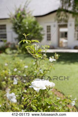 Close up of white flowers in backyard View Large Photo Image Stock Image - Close up of white flowers in backyard. Fotosearch