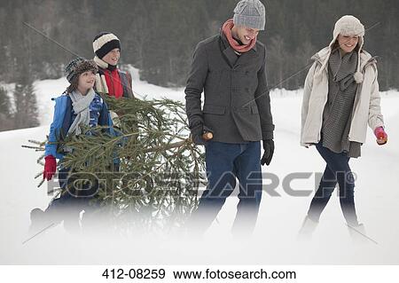 Happy family carrying fresh Christmas tree in snowy field View Large Photo Image Stock Photo - Happy family carrying fresh Christmas tree in snowy field. Fotosearch