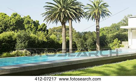 Stock Photo - Palm trees next to luxury lap pool. Fotosearch