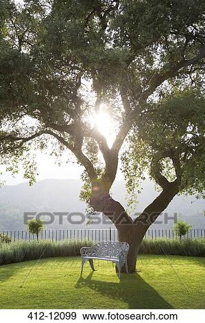 Stock Photo - Bench under tree in calm park. Fotosearch