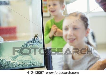Girl watching turtle swim in glass tank View Large Photo Image Stock Photo - Girl watching turtle swim in glass tank. Fotosearch