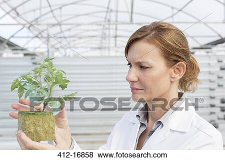 Botanist examining plant in greenhouse View Large Photo Image Stock Photo - Botanist examining plant in greenhouse. Fotosearch