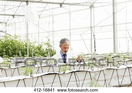 Botanist examining plants in greenhouse View Large Photo Image Stock Image - Botanist examining plants in greenhouse. Fotosearch
