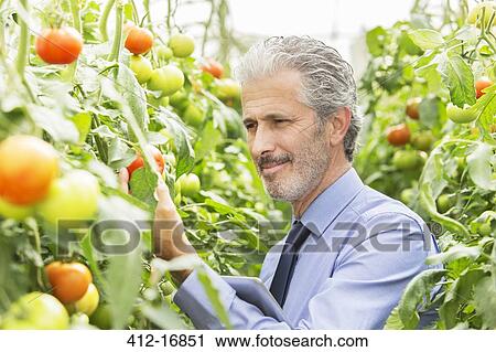 Botanist examining tomato plants in greenhouse View Large Photo Image Stock Image - Botanist examining tomato plants in greenhouse. Fotosearch