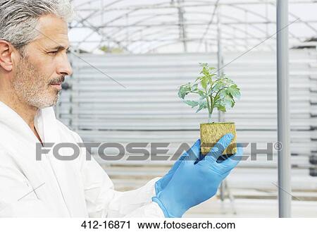 Botanist holding plant in greenhouse View Large Photo Image Stock Image - Botanist holding plant in greenhouse. Fotosearch